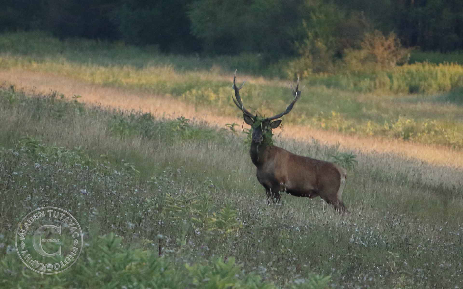 turistički vodič:Kopački rit-biciklom od Kopačeva do Batine nasipom-susret sa jelenom
