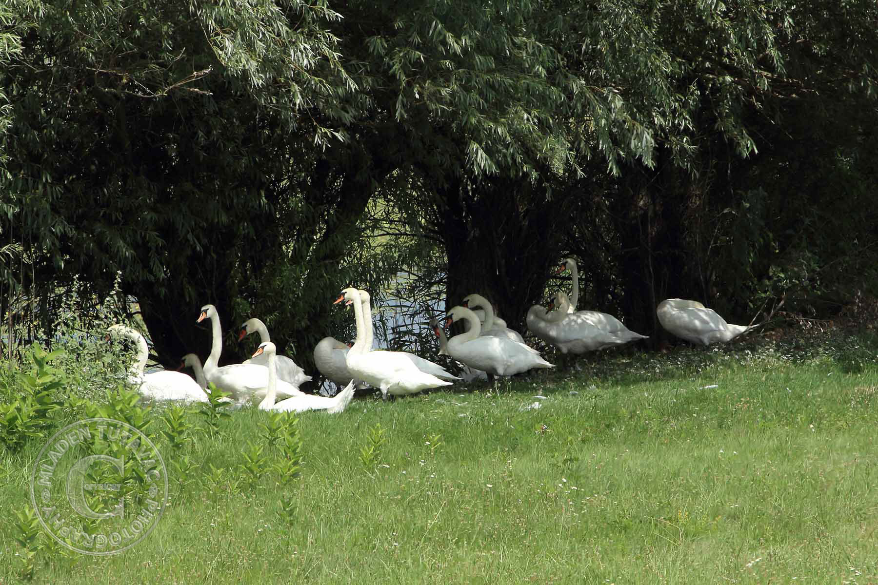 turistički vodič:Kopački rit-labudovi
