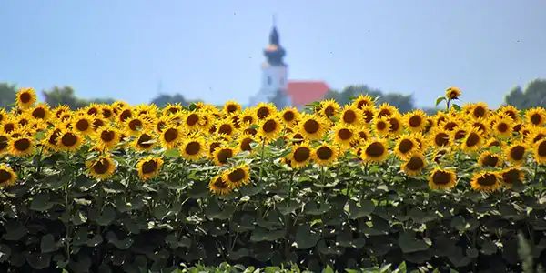 turistički vodič - Slavonia