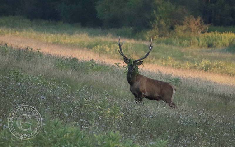 turistički vodič:Kopački rit-biciklom od Kopačeva do Batine nasipom-susret sa jelenom