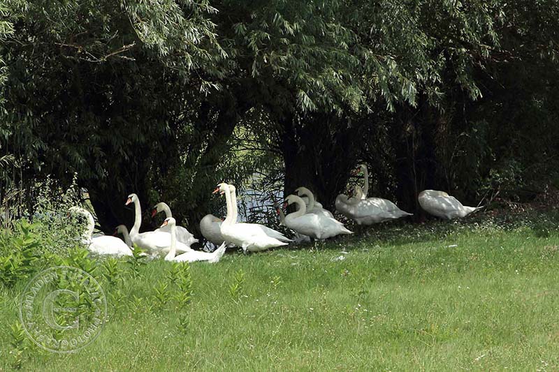 turistički vodič:Kopački rit-labudovi